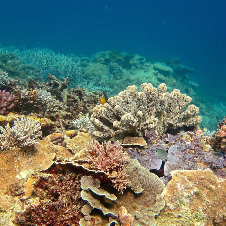 Ein Blick auf das Great Barrier Reef mit abgestorbenen, graugefärbten Korallen. 