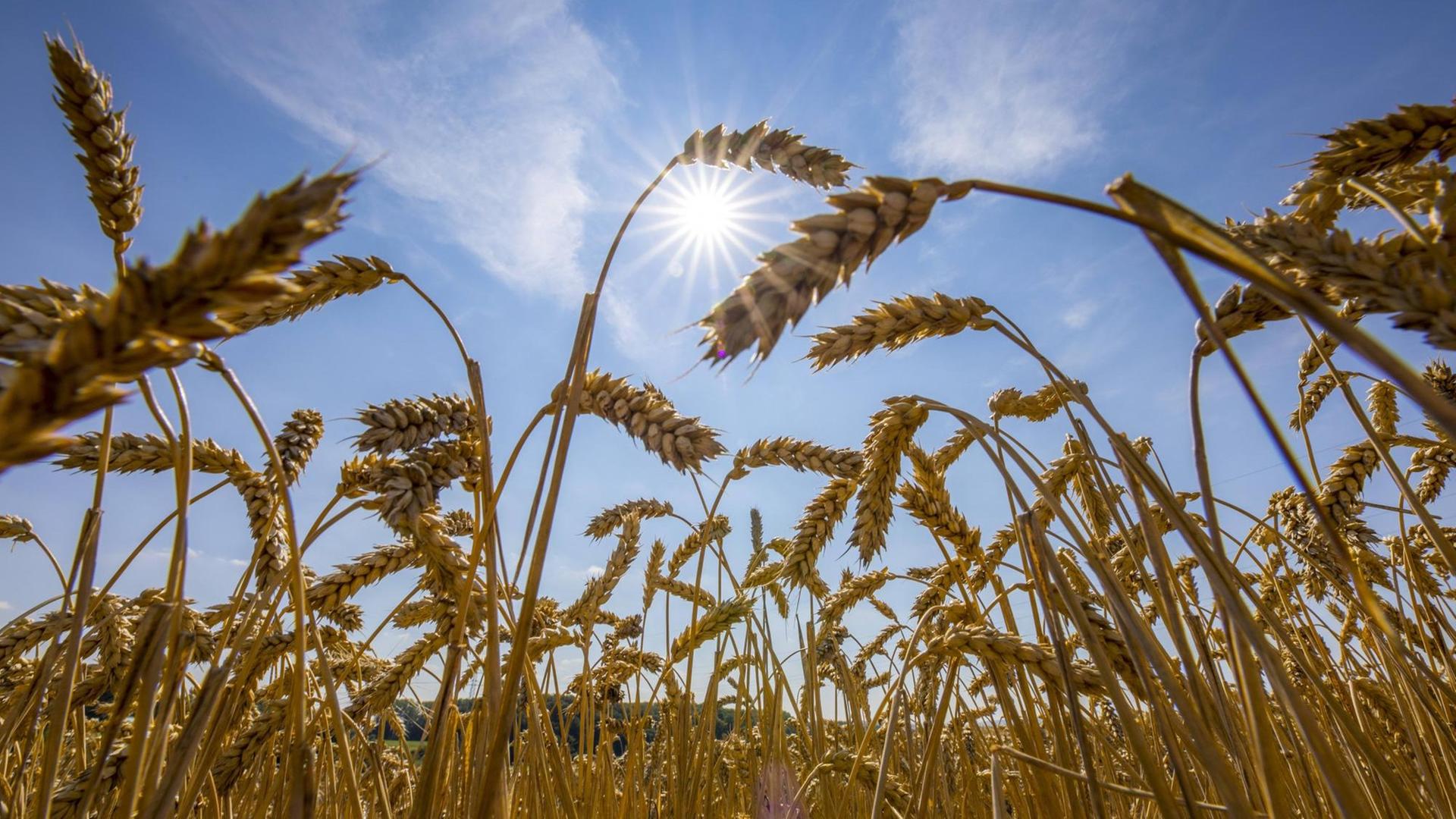 Weizenfeld, vertrocknet und nur niedrig gewachsen, durch die Sommer Trockenheit, Dürre, in Ostwestfalen Lippe, NRW