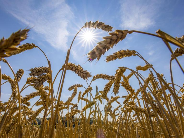 Weizenfeld, vertrocknet und nur niedrig gewachsen, durch die Sommer Trockenheit, Dürre, in Ostwestfalen Lippe, NRW