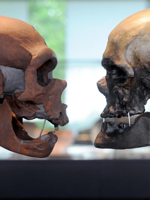 Die Schädel eines neuzeitlichen Menschen (r) und eines Neandertalers sind am 13.05.2011 im Vergleich im Bremer Landesmuseums für Kunst- und Kulturgeschichte "Focke Museum" in Bremen zu sehen.
