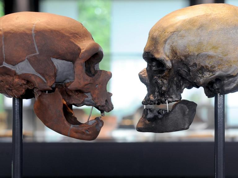 Die Schädel eines neuzeitlichen Menschen (r) und eines Neandertalers sind am 13.05.2011 im Vergleich im Bremer Landesmuseums für Kunst- und Kulturgeschichte "Focke Museum" in Bremen zu sehen.