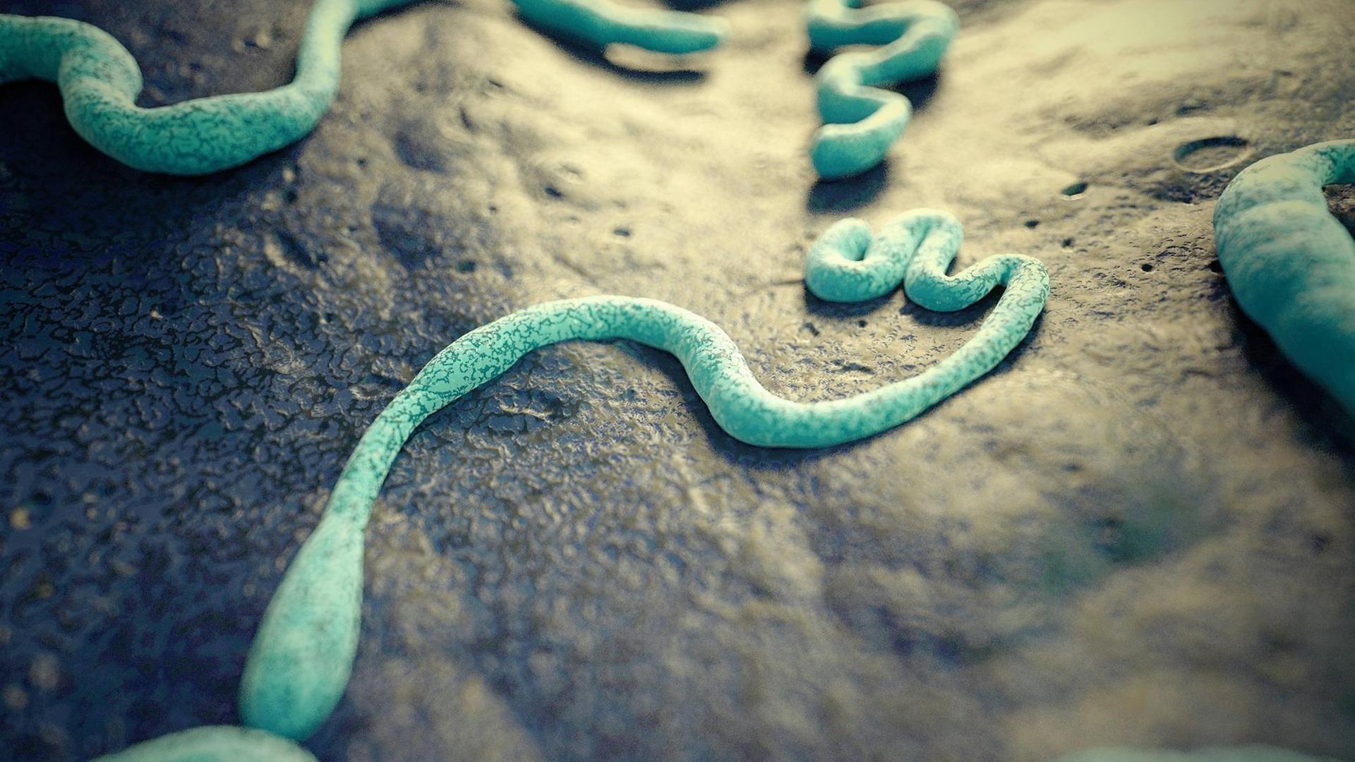 Illustration eines Ebola-Virus.
