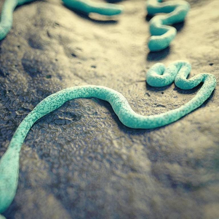 Illustration eines Ebola-Virus.