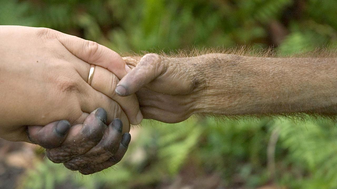 Ein Mensch und ein Orang-Utan Hand in Hand