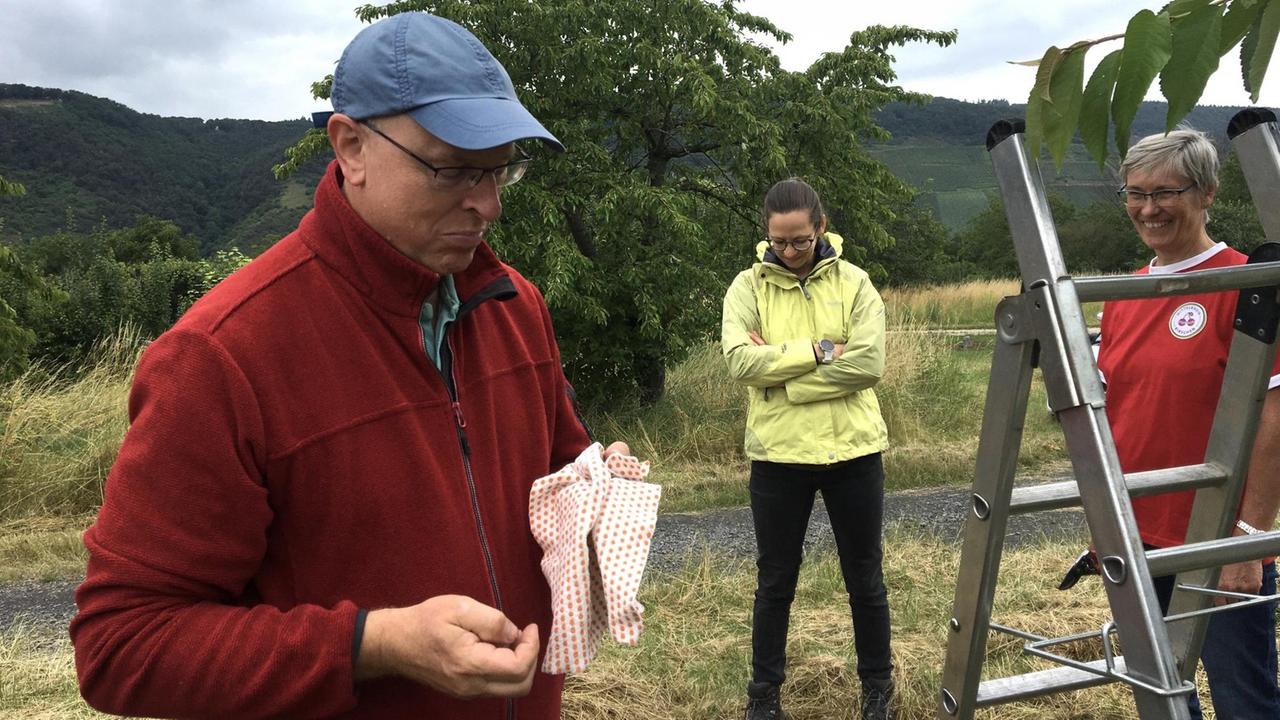 Kirsch-Experte Frank Böwingloh, Welterbe-Managerin Nadya König-Lehrmann und Obstbaumeisterin Hildegard Erhardt untersuchen Kirschsteine.