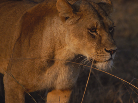 Löwin im Abendlicht der Serengeti.