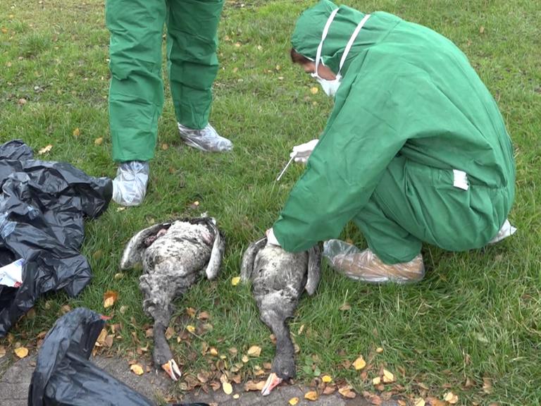 Mitarbeiter des Veterinäramts Plön nehmen Proben von toten Gänsen am Plöner See bei Dersau