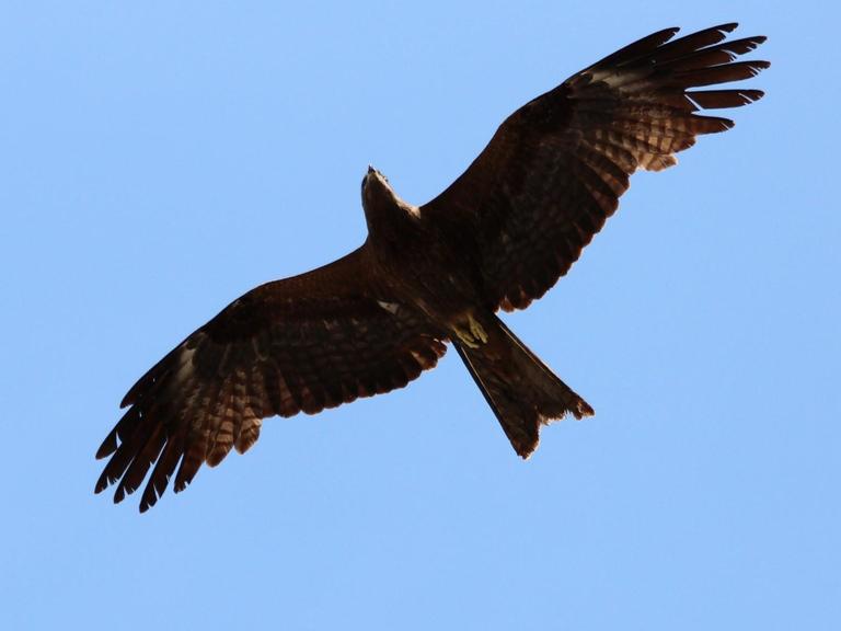 Ein dunkelbrauner großer Vogel mit weitgespannten Schwingen fliegt vor dem Hintergrund des blauen Himmels.