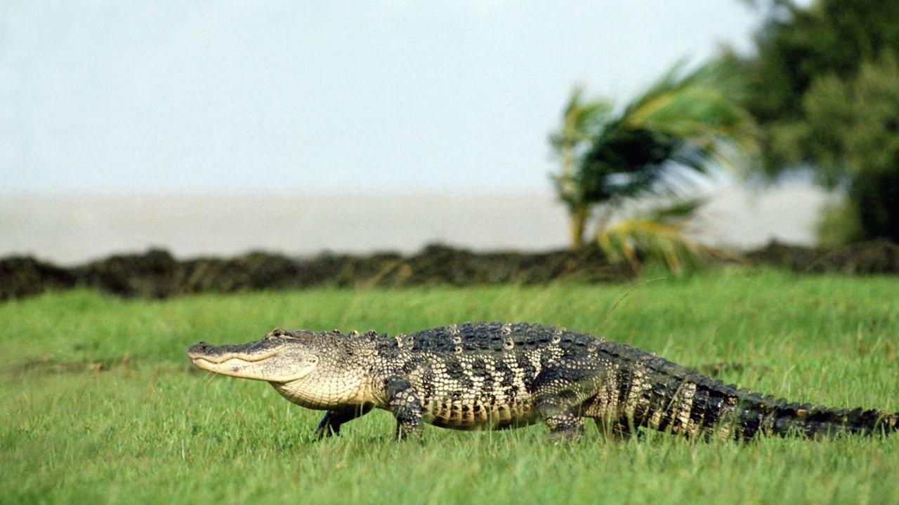 USA, 2007: Hechtalligator (Alligator mississipppiensis) geht durch einen Sumpf.