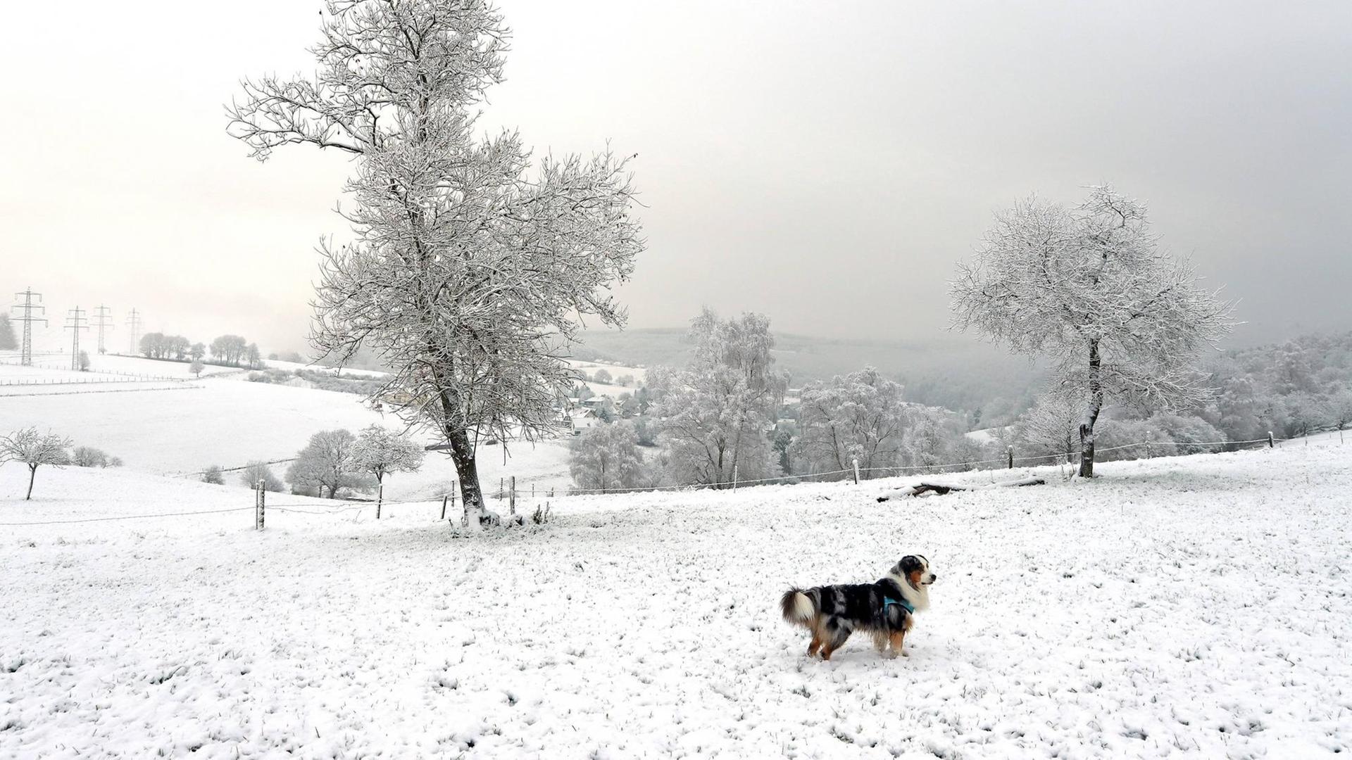 Ein Hund (Australian Shepherd) steht in einer winterlichen Landschaft.