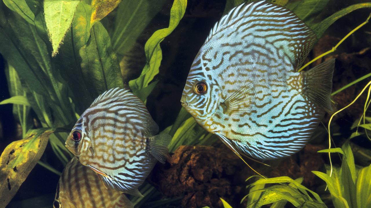 Diskusfische, aufgenommen am 10.8.2015 in einem Aquarium