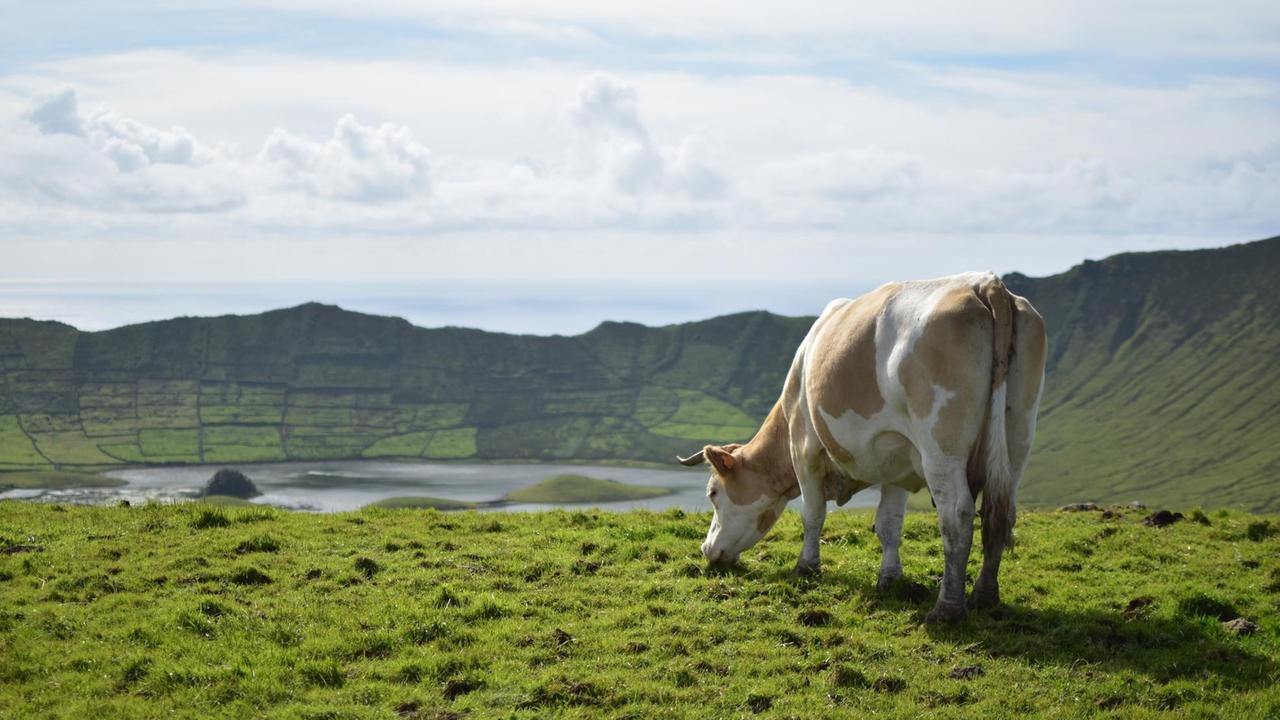 Eine Kuh grast friedlich auf einer grünen Wiese am Rande eines Kraters.