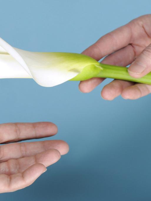 Eine weiße Blume als Symbol der Trauer