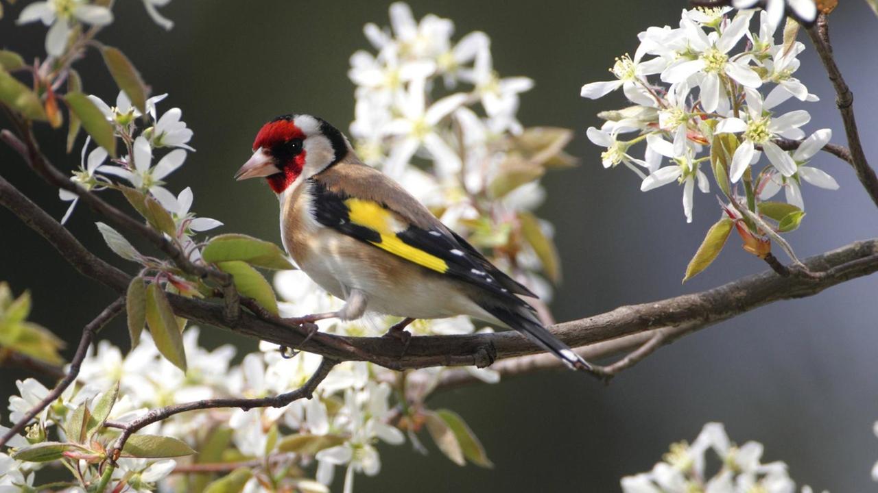 Ein Stieglitz, Distelfink (Carduelis carduelis), sitzt in blühender Felsenbirne. Ein Stieglitz, Distelfink (Carduelis carduelis), sitzt in blühender Felsenbirne.
