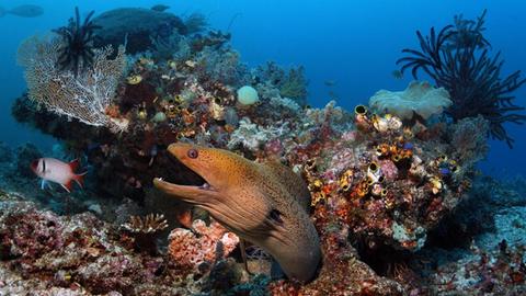 Eine Riesenmuräne (Gymnothorax javanicus) schaut mit Drohgebärde aus einem Korallenblock im Korallenriff