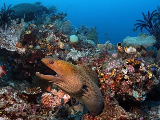 Eine Riesenmuräne (Gymnothorax javanicus) schaut mit Drohgebärde aus einem Korallenblock im Korallenriff