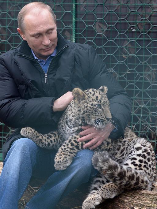 Wladimir Putin besucht eine Leoparden-Aufzucht