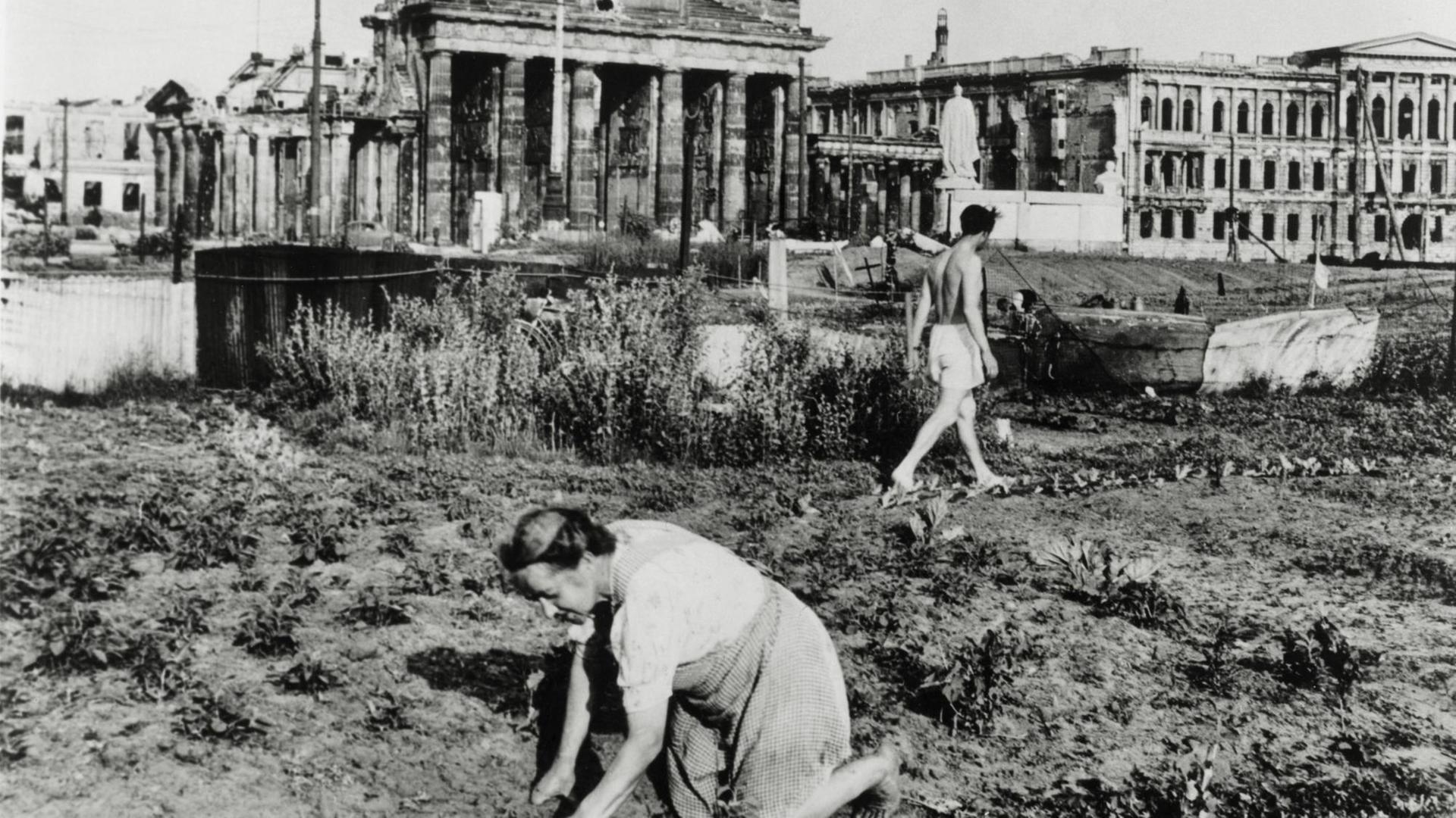 Am Brandenburger Tor wird Gemüse angebaut 1947: Im Hintergrund das beschädigte Brandenburger Tor.