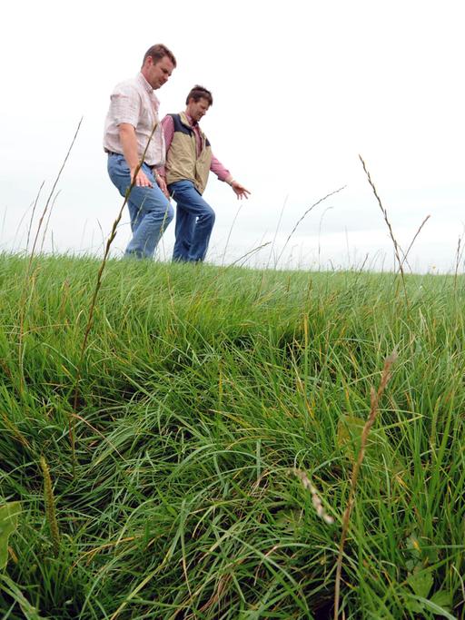Die Landwirte Willem Berlin (l.) und Klaus Borde gehen am Dienstag (12.08.2008) nahe Jemgum bei Leer über eine Wiese, die zu den Überschwemmungsflächen der Ems gehört. Die Wiesen am Emsufer, auf denen ihre Berufskollegen Gras als Tierfutter wachsen lassen, sind mit Gift belastet. Routinekontrollen hatten bereits 2007 den Verdacht ausgelöst, dass im Gras der Überschwemmungsflächen Dioxin und dioxin-ähnliche Polychlorierte Biphenyle (PCB) stecken. Als das Gras dieses Jahr hoch genug gewachsen war, wurden an beiden Seiten der Ems auf Höhe der Orte Nüttermoor und Jemgum neue Proben gezogen und die schlimme Vermutung bestätige sich.
