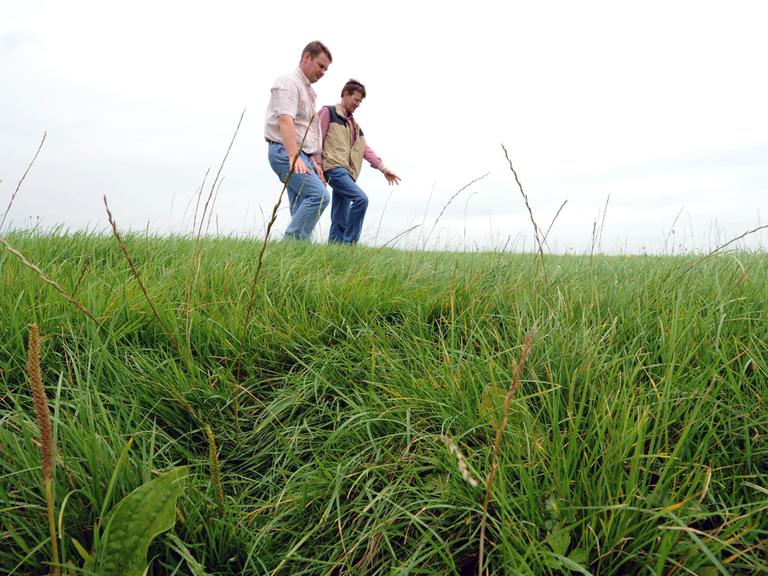 Die Landwirte Willem Berlin (l.) und Klaus Borde gehen am Dienstag (12.08.2008) nahe Jemgum bei Leer über eine Wiese, die zu den Überschwemmungsflächen der Ems gehört. Die Wiesen am Emsufer, auf denen ihre Berufskollegen Gras als Tierfutter wachsen lassen, sind mit Gift belastet. Routinekontrollen hatten bereits 2007 den Verdacht ausgelöst, dass im Gras der Überschwemmungsflächen Dioxin und dioxin-ähnliche Polychlorierte Biphenyle (PCB) stecken. Als das Gras dieses Jahr hoch genug gewachsen war, wurden an beiden Seiten der Ems auf Höhe der Orte Nüttermoor und Jemgum neue Proben gezogen und die schlimme Vermutung bestätige sich.