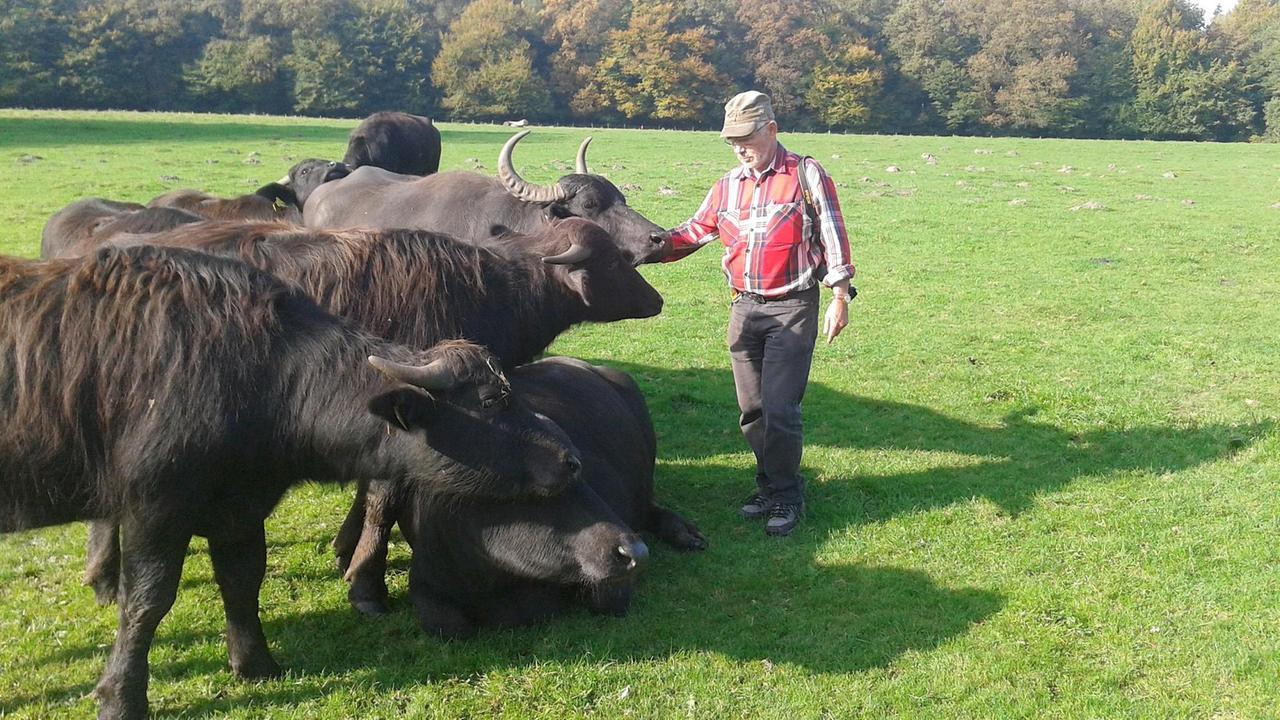 Ein Mann mit Mütze und kariertem Hemd streicht über den Kopf eines Wasserbüffels.