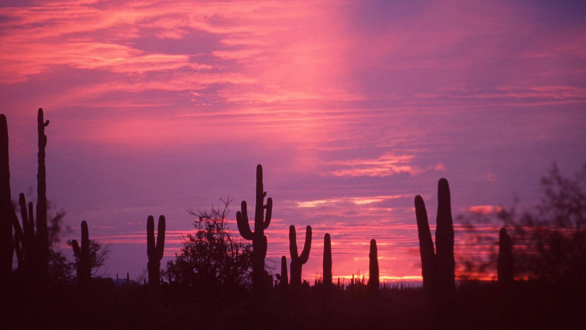 Sonnenuntergang in der Sonora-Wüste in Mexiko.