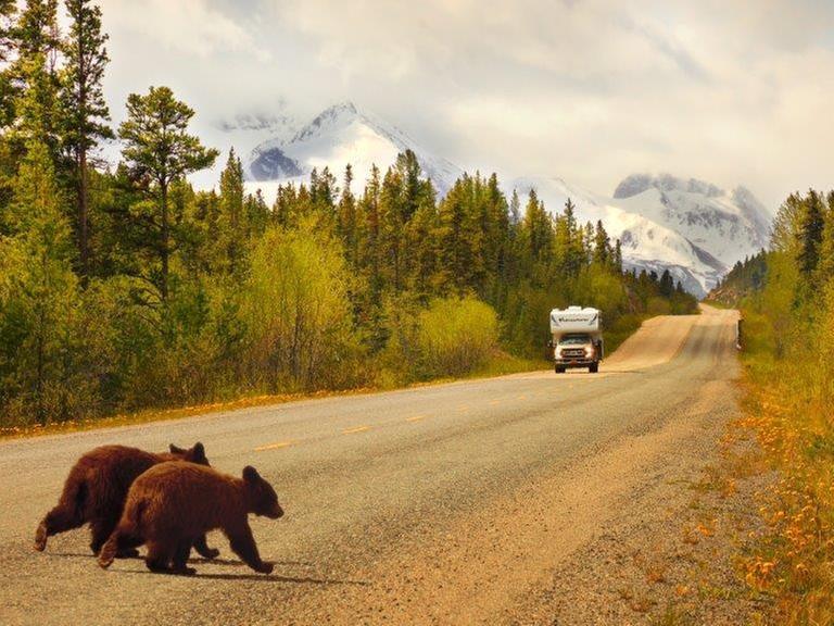 Bärenjungen überqueren den Highway.