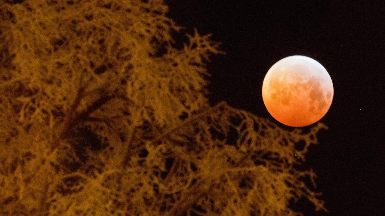 21.01.2019, Niedersachsen, Laatzen: Verdunkelt zeigt sich der Vollmond als sogenannter «Blutmond» und erscheint dabei rötlich - fotografiert mit einem von Raureif überzogenen Baum. Mond, Sonne und Erde stehen bei einer Mondfinsternis genau in einer Linie. Foto: Julian Stratenschulte/dpa | Verwendung weltweit