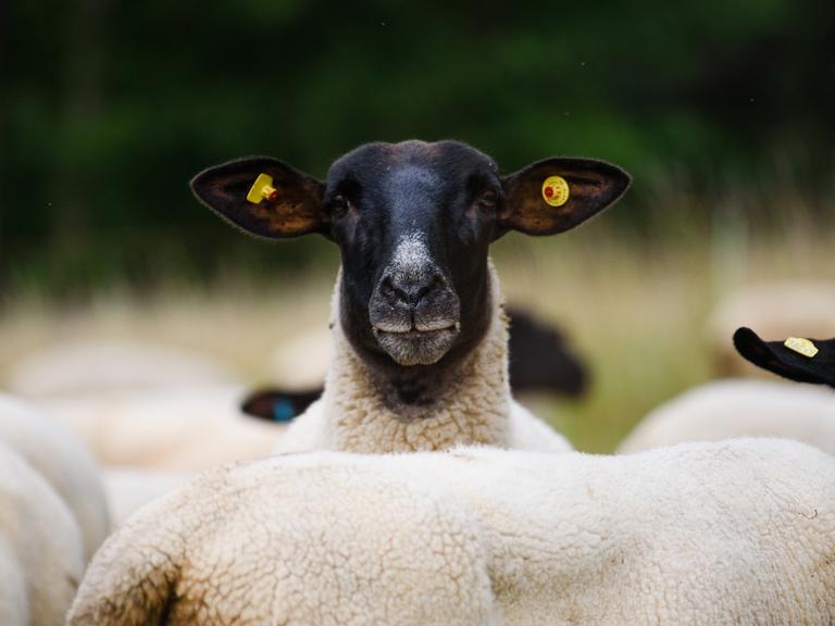 Ein Schaf blickt in die Kamera.