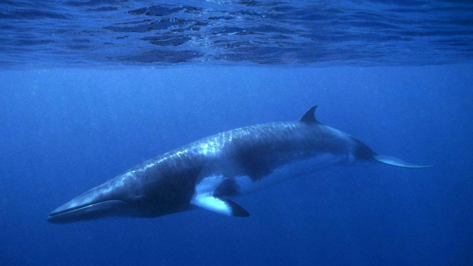 Zwei Buckelwale im Netz gefangen - OPERATION ALBACORE
