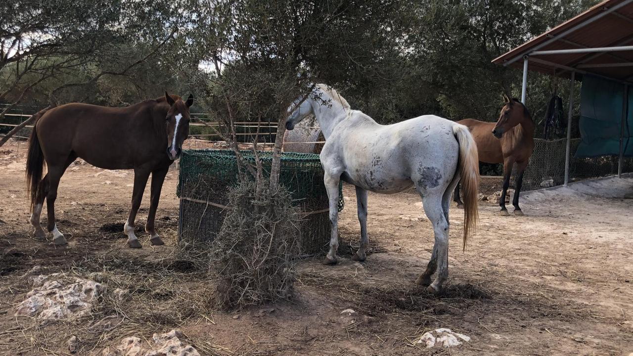 Pferde am Futtertrog auf Mallorca.