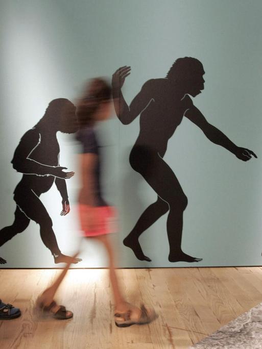 In der Ausstellung "ROOTS // Wurzeln der Menschheit" laufen zwei jugendliche Besucher am Donnerstag (06.07.2006) im Rheinischen Landes Museum in Bonn an einer Plakatwand vorbei, die den Evolutionsverlauf zum Homo Sapiens beschreibt.