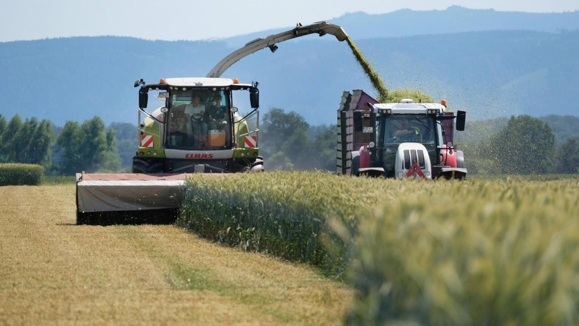 Feldhäcksler der Firma Claas häckselt Gerste für den Gebrauch in einer Biogasanlage.