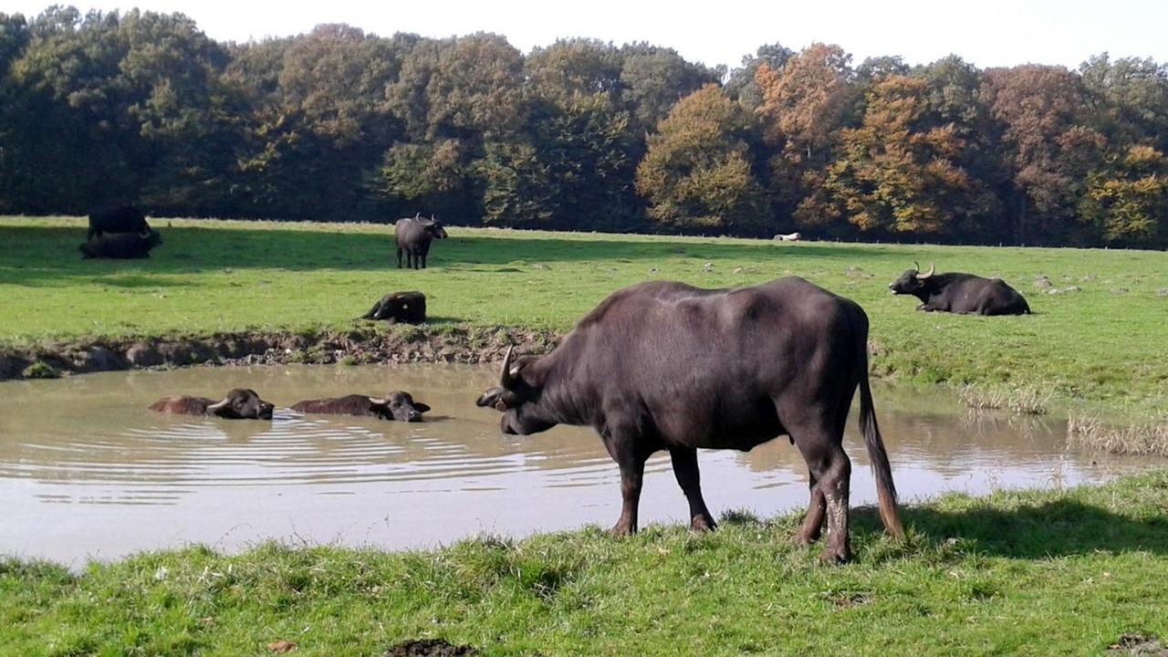 Zwei Wasserbüffel stehen bis zum Hals im Wasser eines Teichs, während fünf weitere Büffel auf der Wiese stehen oder liegen.