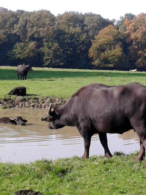 Zwei Wasserbüffel stehen bis zum Hals im Wasser eines Teichs, während fünf weitere Büffel auf der Wiese stehen oder liegen.