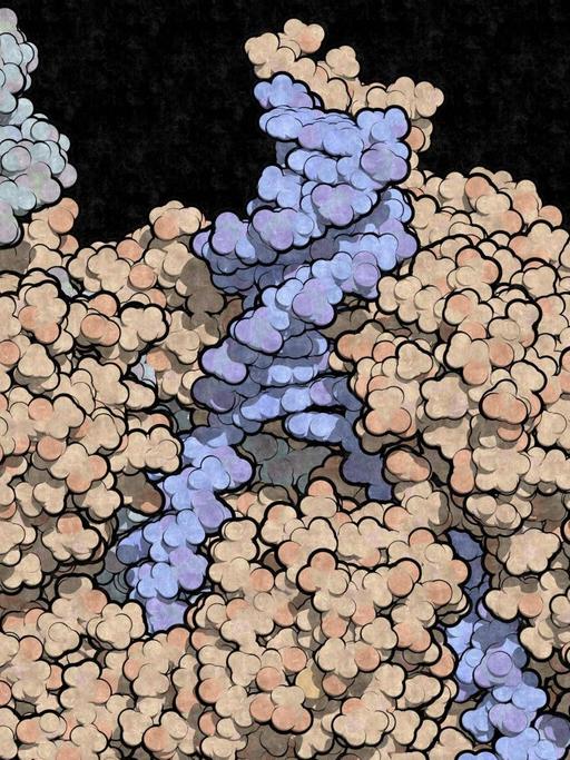 CRISPR CAS9 beim Bearbeiten von DNA