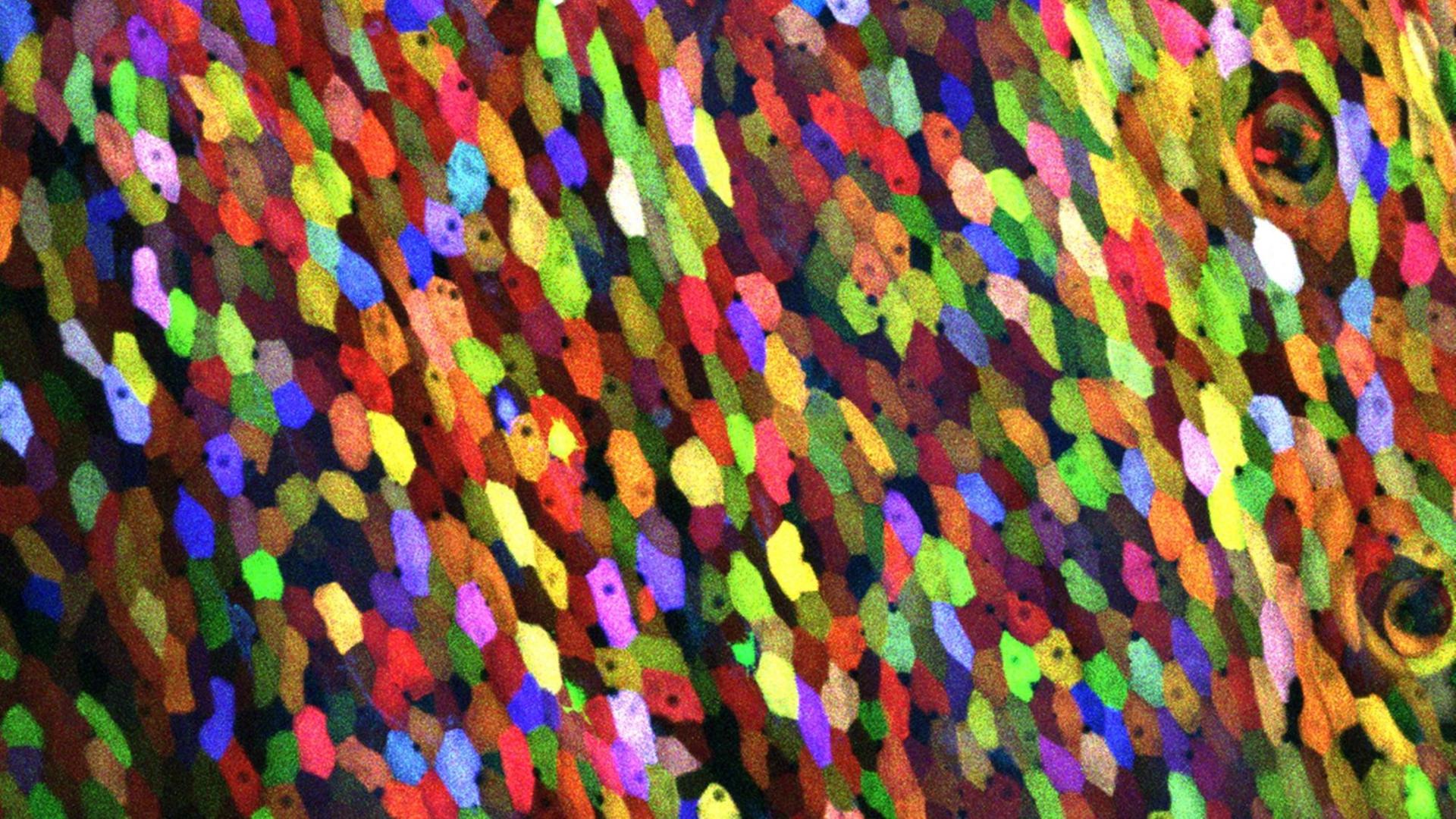 Der Fisch hat viele verschiedene Farben.