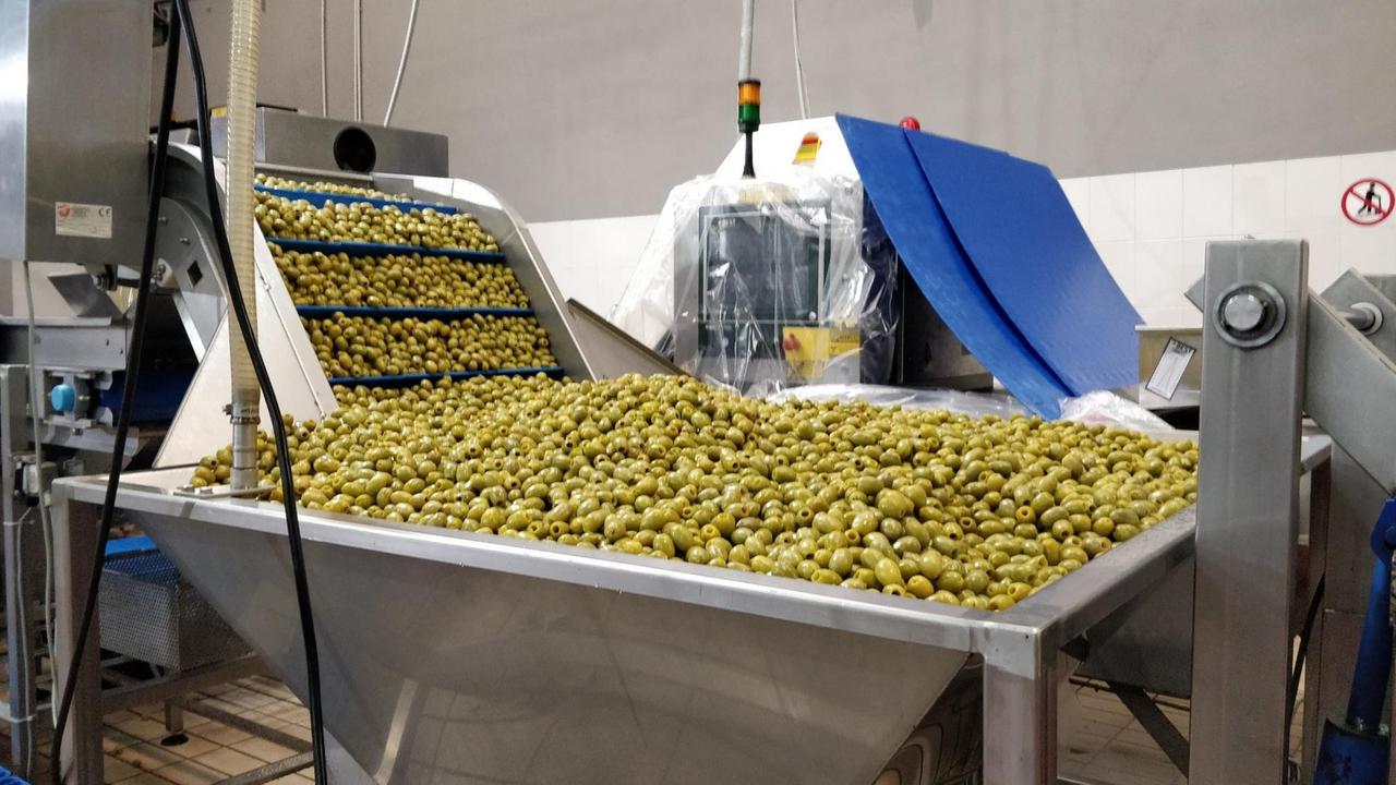Tausende Oliven liegen in einer Metallwanne.
