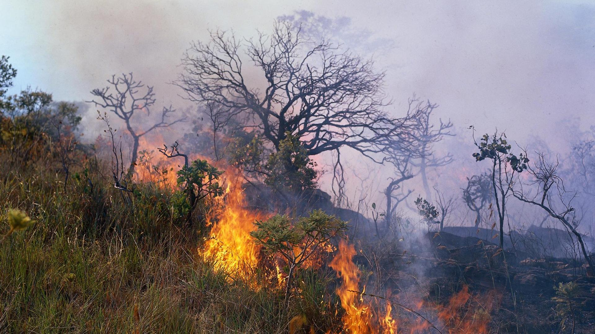 Brandrodung Abholzung Bäume von Bäume Regenwald brennend Feuer deforestation of rain forest Brasilien Brandrodung, Brasilien | Verwendung weltweit