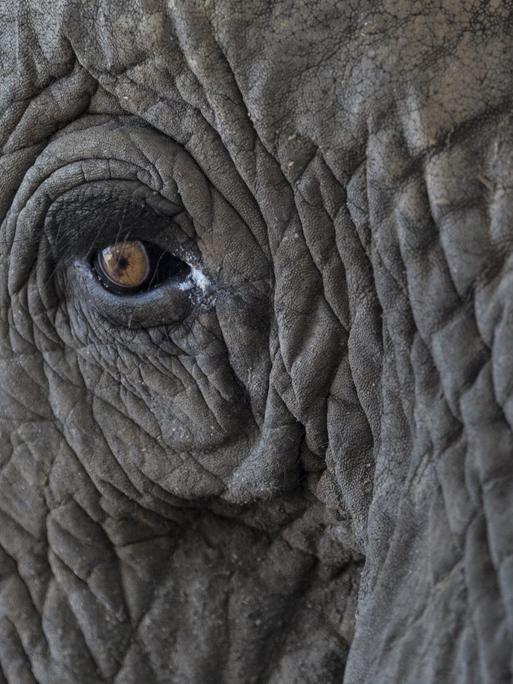 Nahansicht eines Elefantenauge. Afrika, Sambia, 2021.