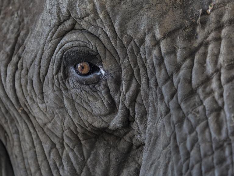 Nahansicht eines Elefantenauge. Afrika, Sambia, 2021.