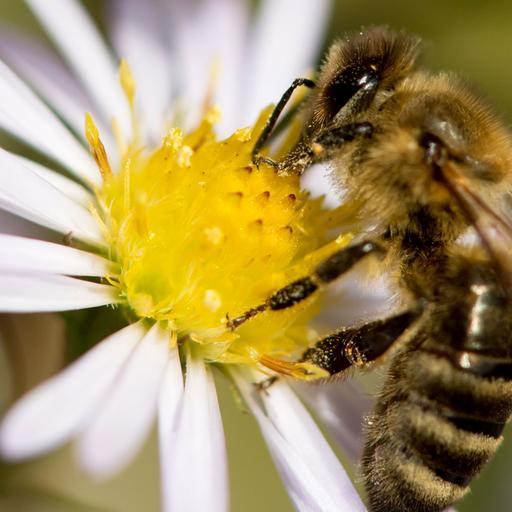 Eine Biene sammelt Pollen auf einer Blüte.