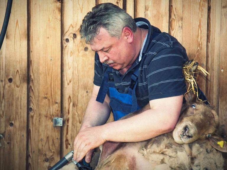 Ein Landwirt schert ein Schaf.