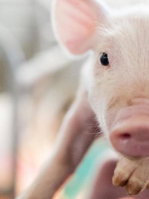 Ein Züchter hält ein Ferkel in der Hand, was in die Kamera schaut.