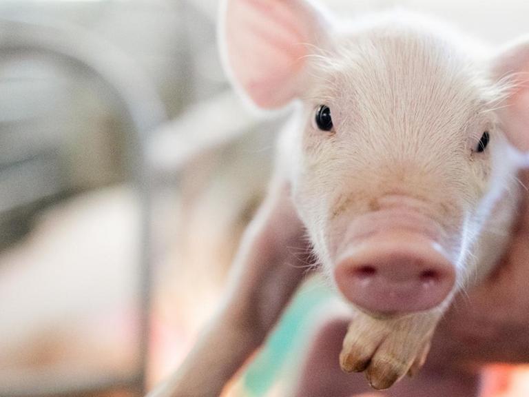 Ein Züchter hält ein Ferkel in der Hand, was in die Kamera schaut.
