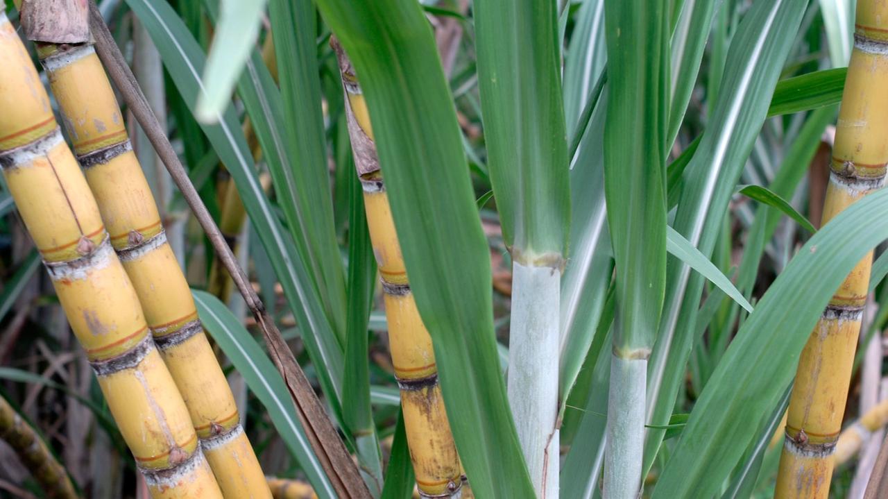 Man sieht auf dem Bild Zuckerrohrpflanzen in einer Plantage in Brasilien. 