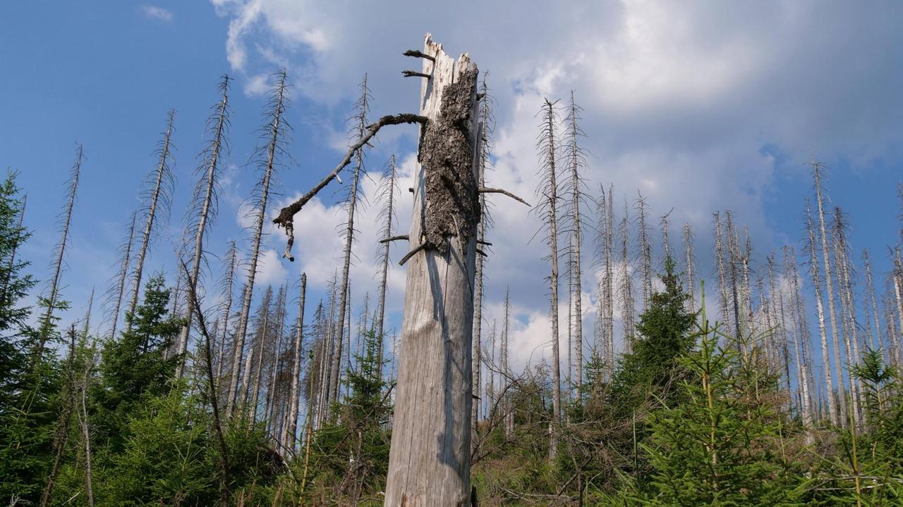 Stumpf eines abgebrochenen Baumes unter blauem Himmel mit Wolken. Dahinter weitere tote sowie grüne Nadelbäume. 