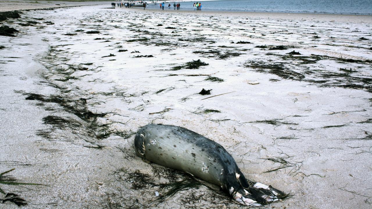 Ein toter Seehund liegt am Strand von Hörnum (Schleswig-Holstein) auf der Nordseeinsel Sylt. .