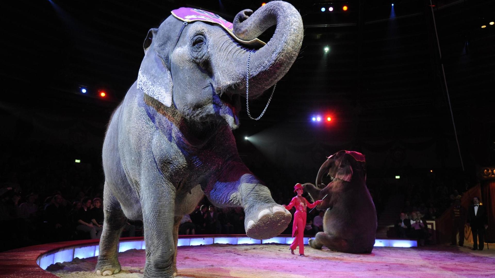 Ein Elefant in der Manege, er hebt ein Vorderbein