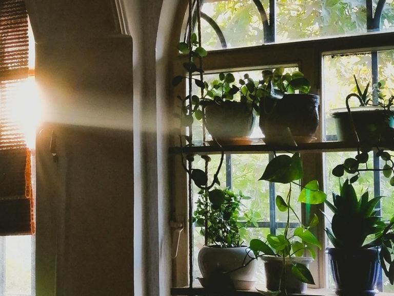 In einem Wohnraum stehen zahlreiche Topfpflanzen auf mehreren Ebenen im Fenster.